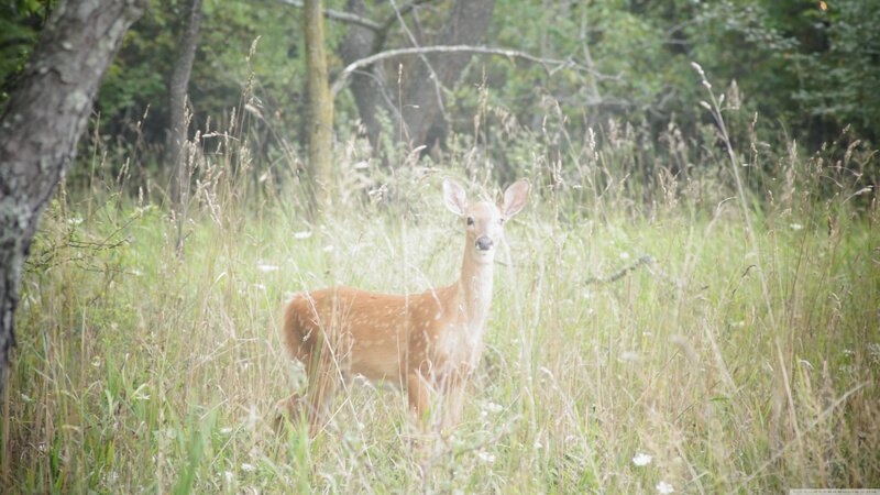 Fawn in Tall Grass — Green, Calm, Morning, Photograph
