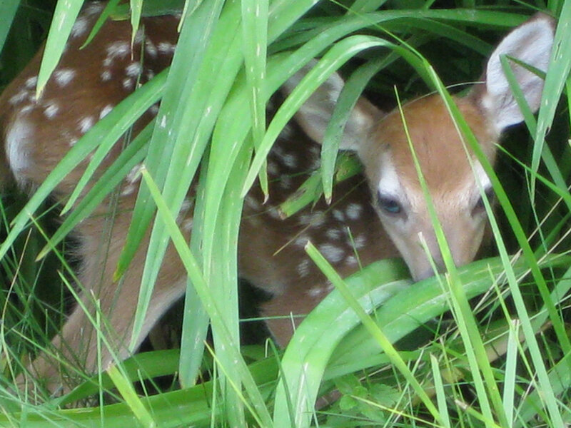 Fawn in Tall Grass — Green, Calm, Morning