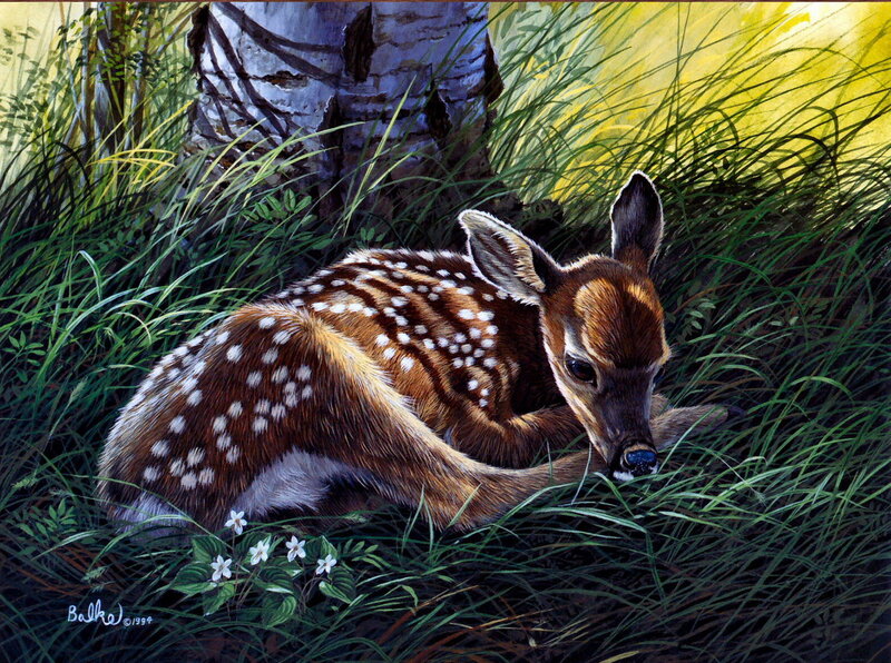 Fawn in Tall Grass — Green, Serene