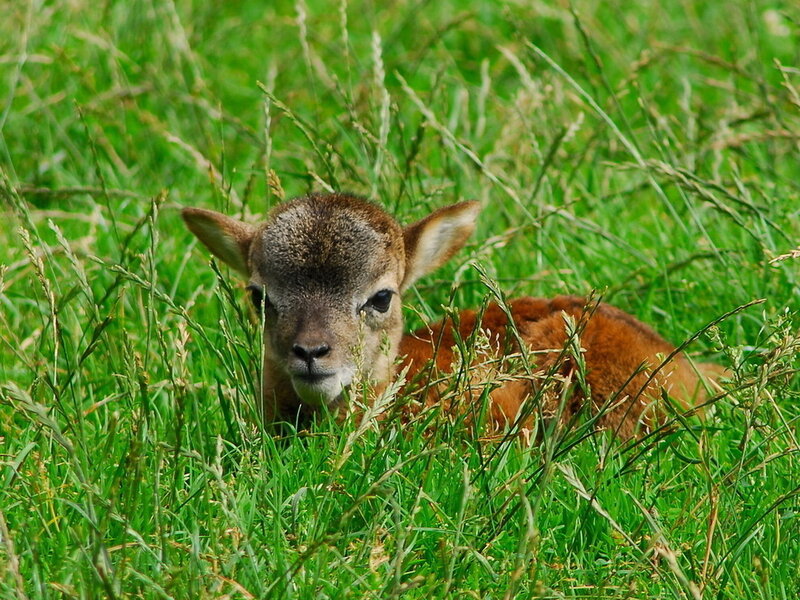 Fawn in Tall Grass — Green