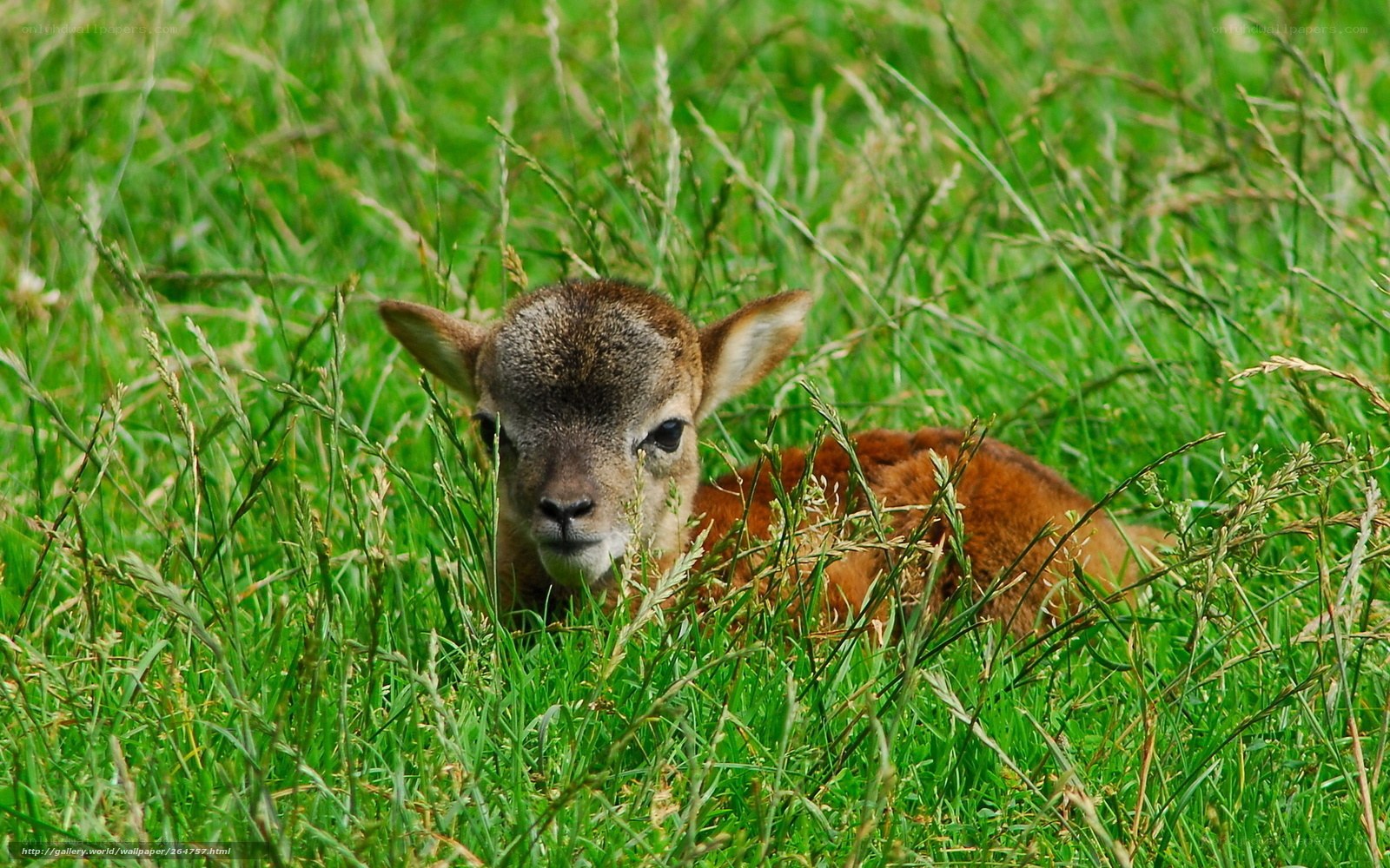 fawn in tall grass