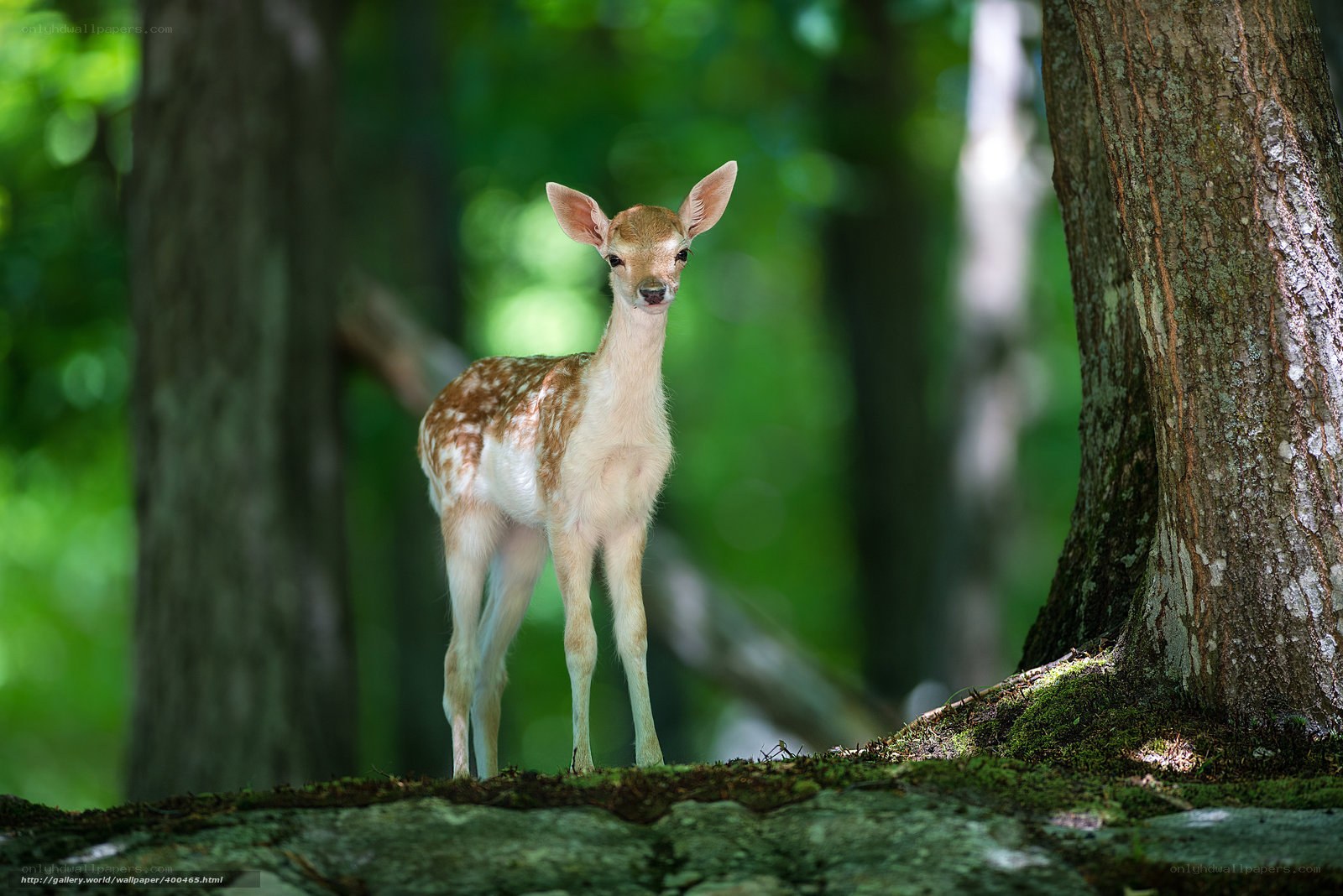 Fawn in the forest