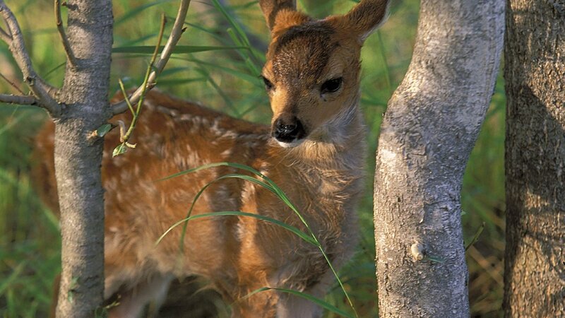 fawn in the forest