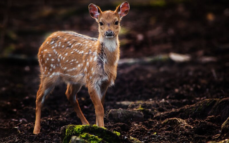 fawn in the forest