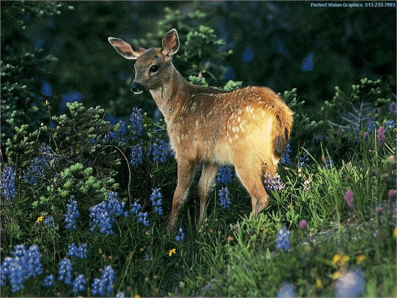 Fawn in Wildflowers — Blue