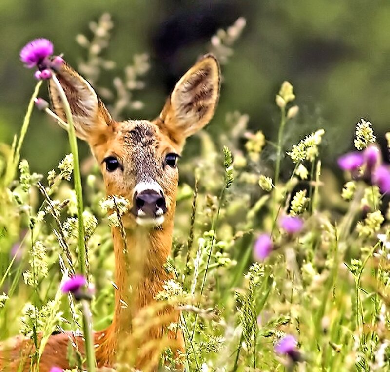 Fawn in Wildflowers — Green