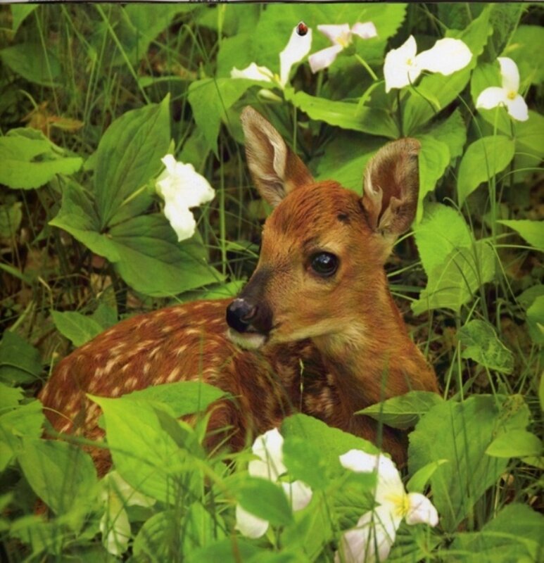 fawn in wildflowers