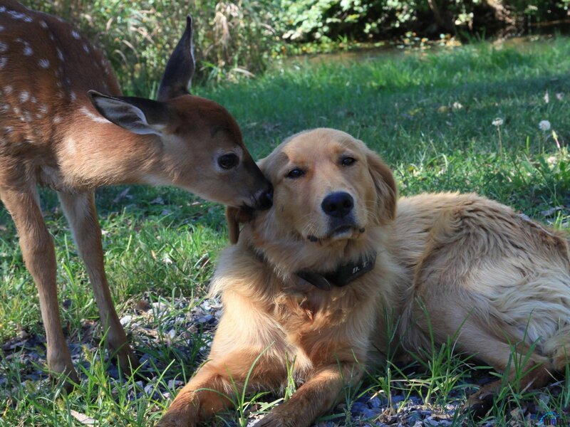 Fawn Licking Dog — Brown