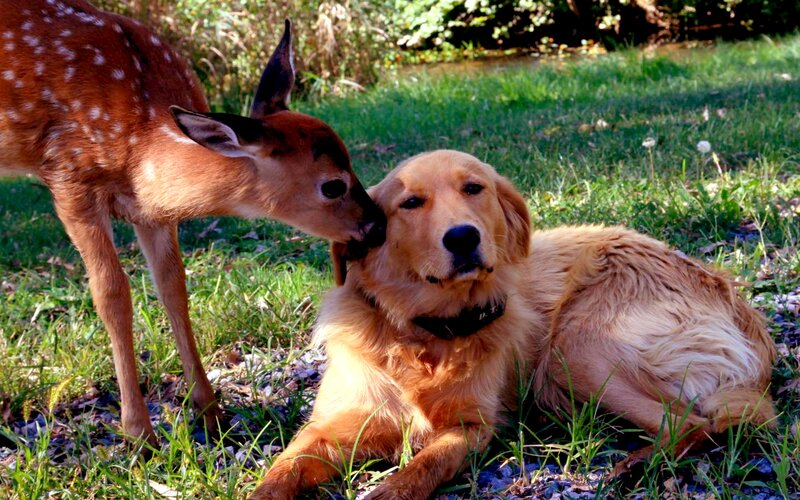 Fawn Licking Dog