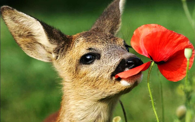 Fawn Licking Poppy