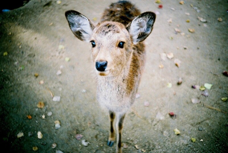 fawn looking at camera