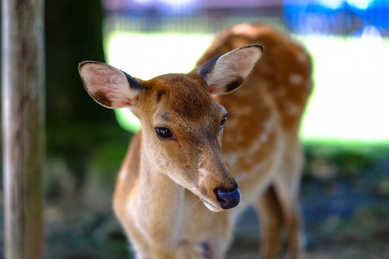fawn looking at camera