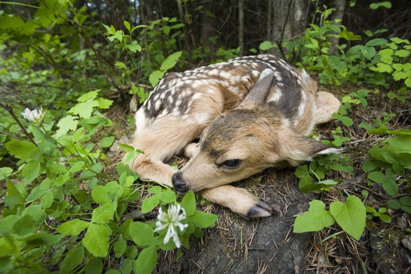 Fawn Lying in Forest
