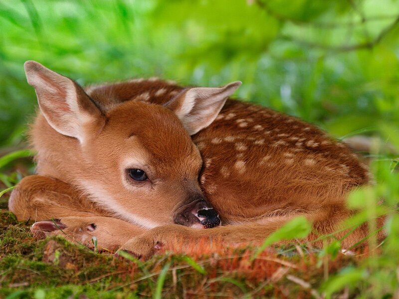 Fawn Lying in Grass — Brown, Calm