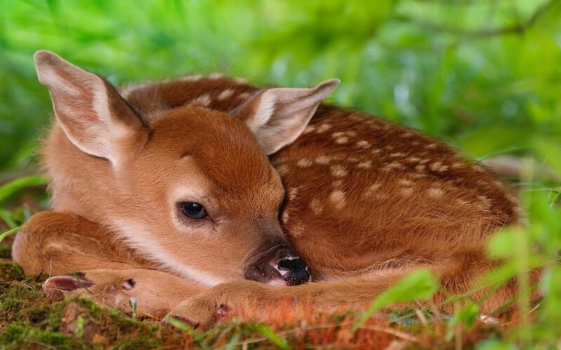 Fawn Lying in Grass — Brown