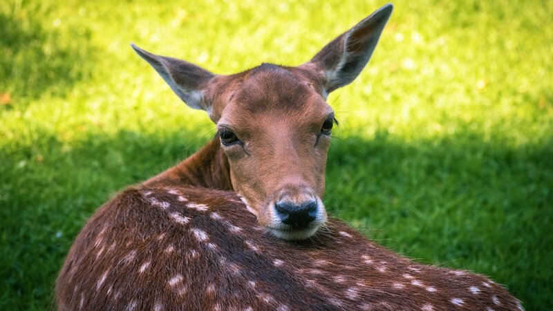 Fawn Lying in Grass — Green, Calm
