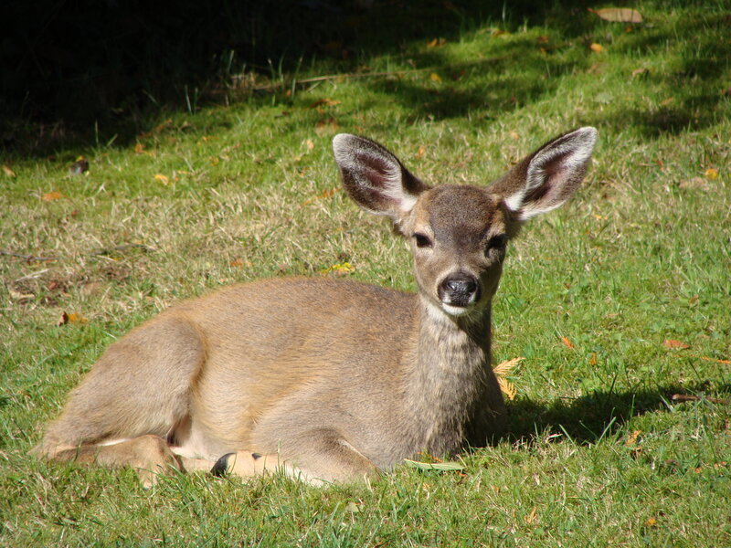 Fawn Lying in Grass — Green
