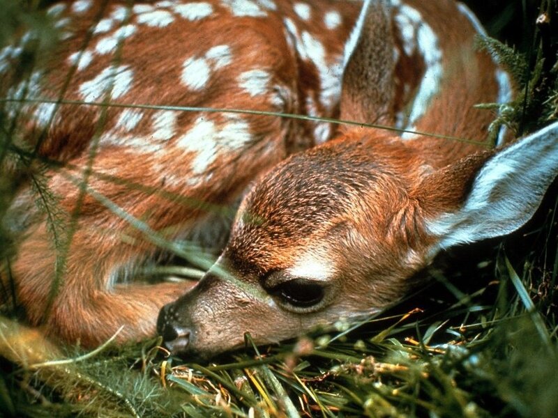 Fawn Lying in Grass