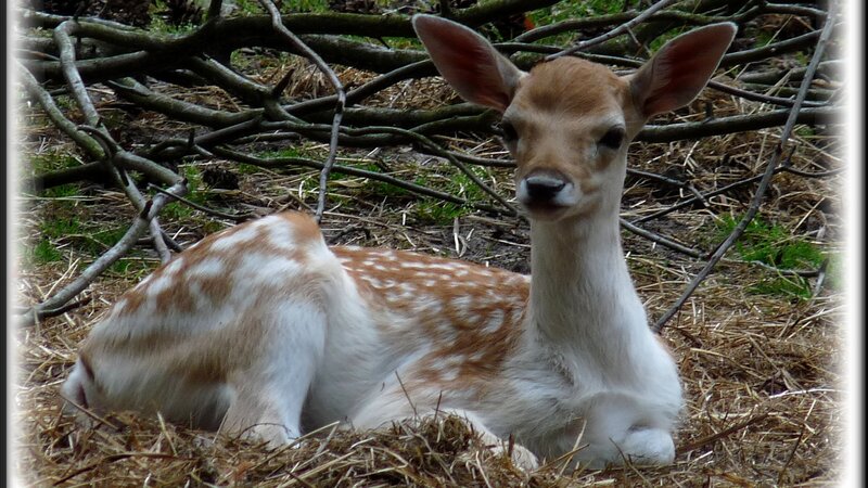 Fawn Lying on Ground — Brown