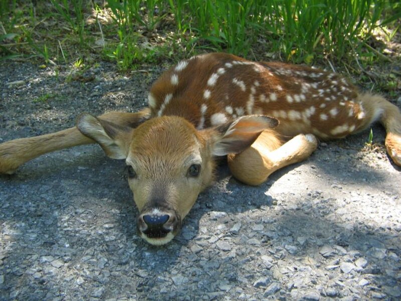 Fawn Lying on Ground
