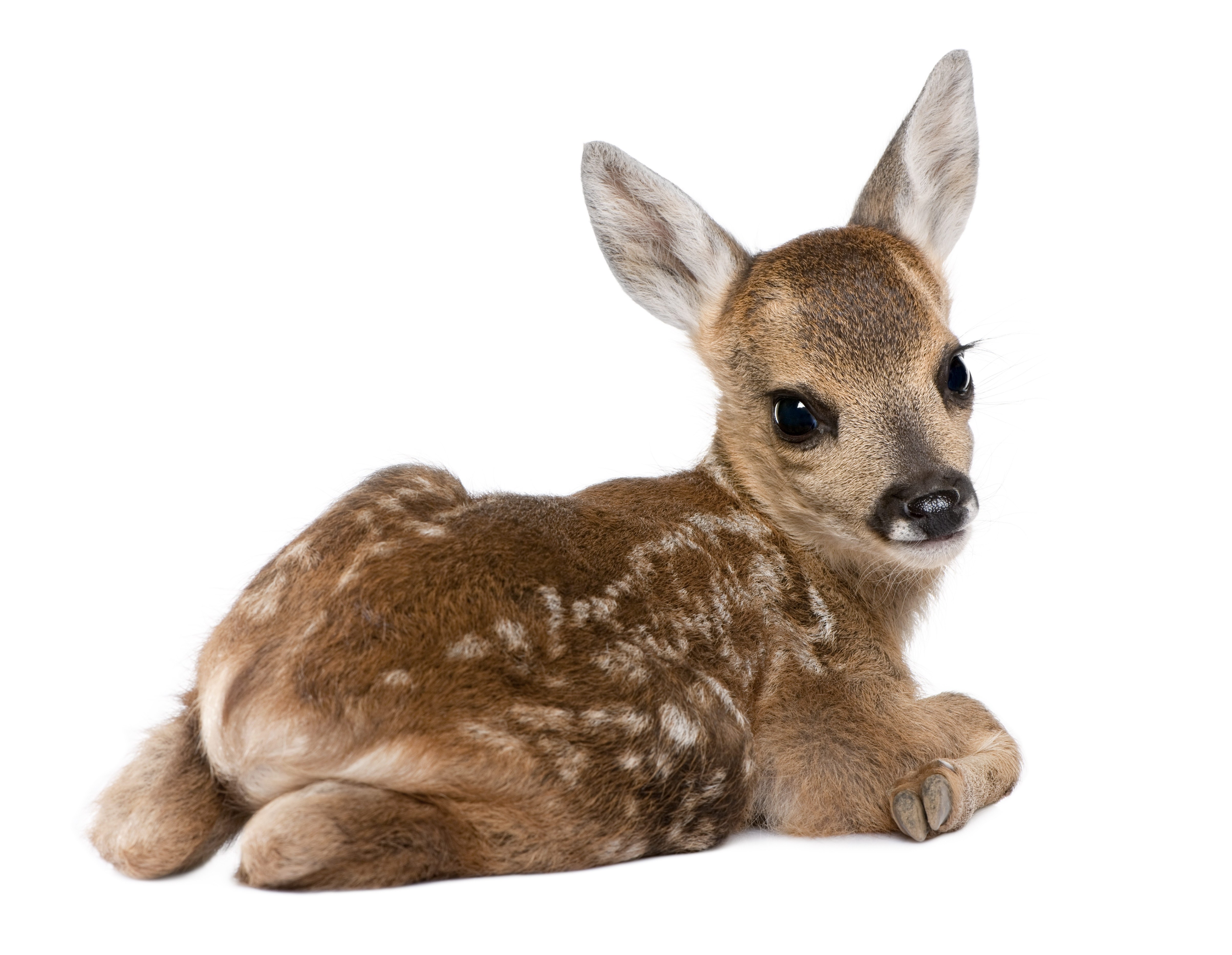 fawn lying on white background