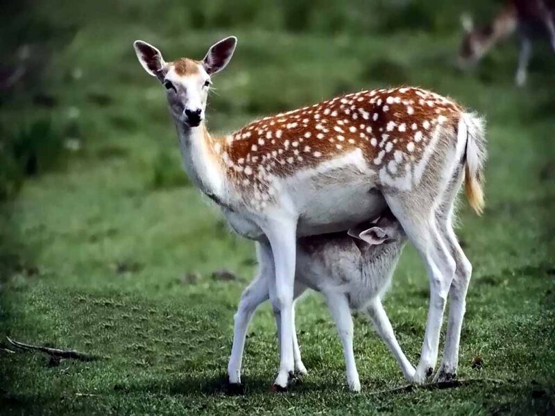 Fawn Nursing from Doe — Green