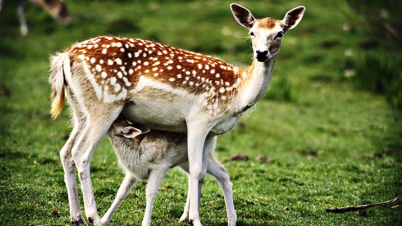 Fawn Nursing from Doe