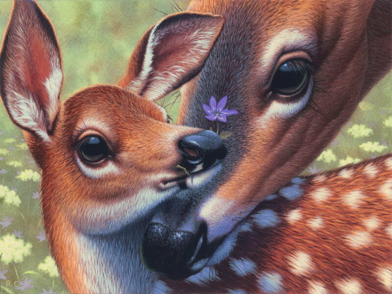 Fawn Nuzzling Adult Deer — Brown