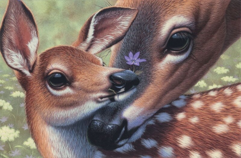 Fawn Nuzzling Adult Deer
