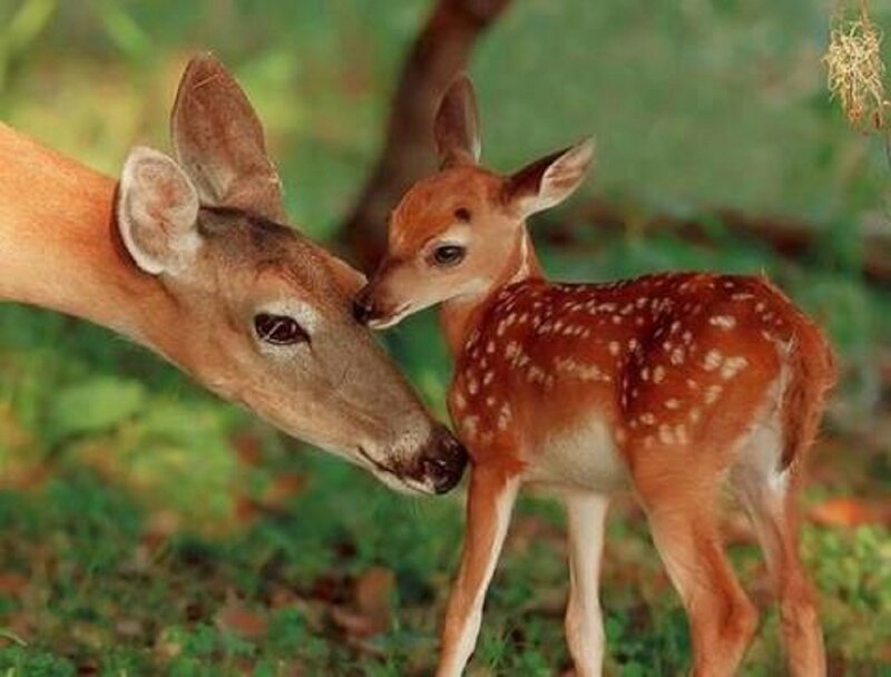 Fawn Nuzzling Doe