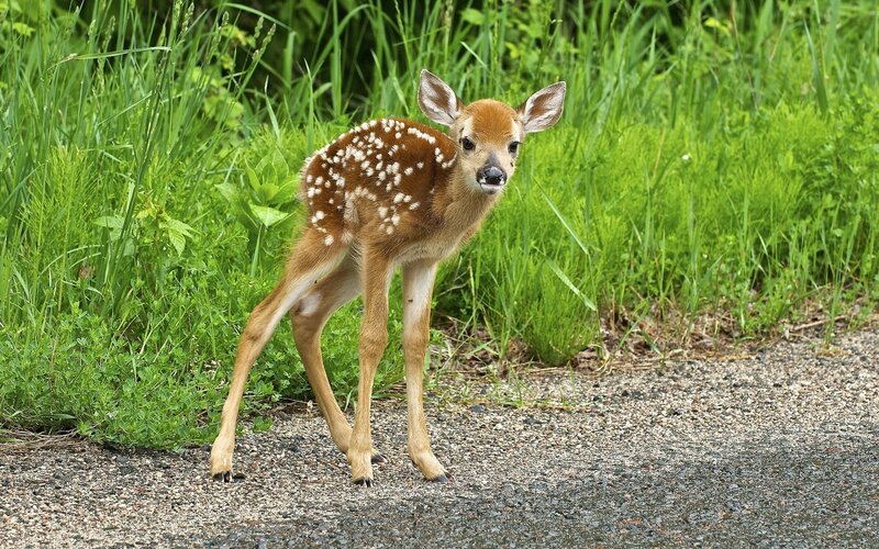 fawn on gravel path