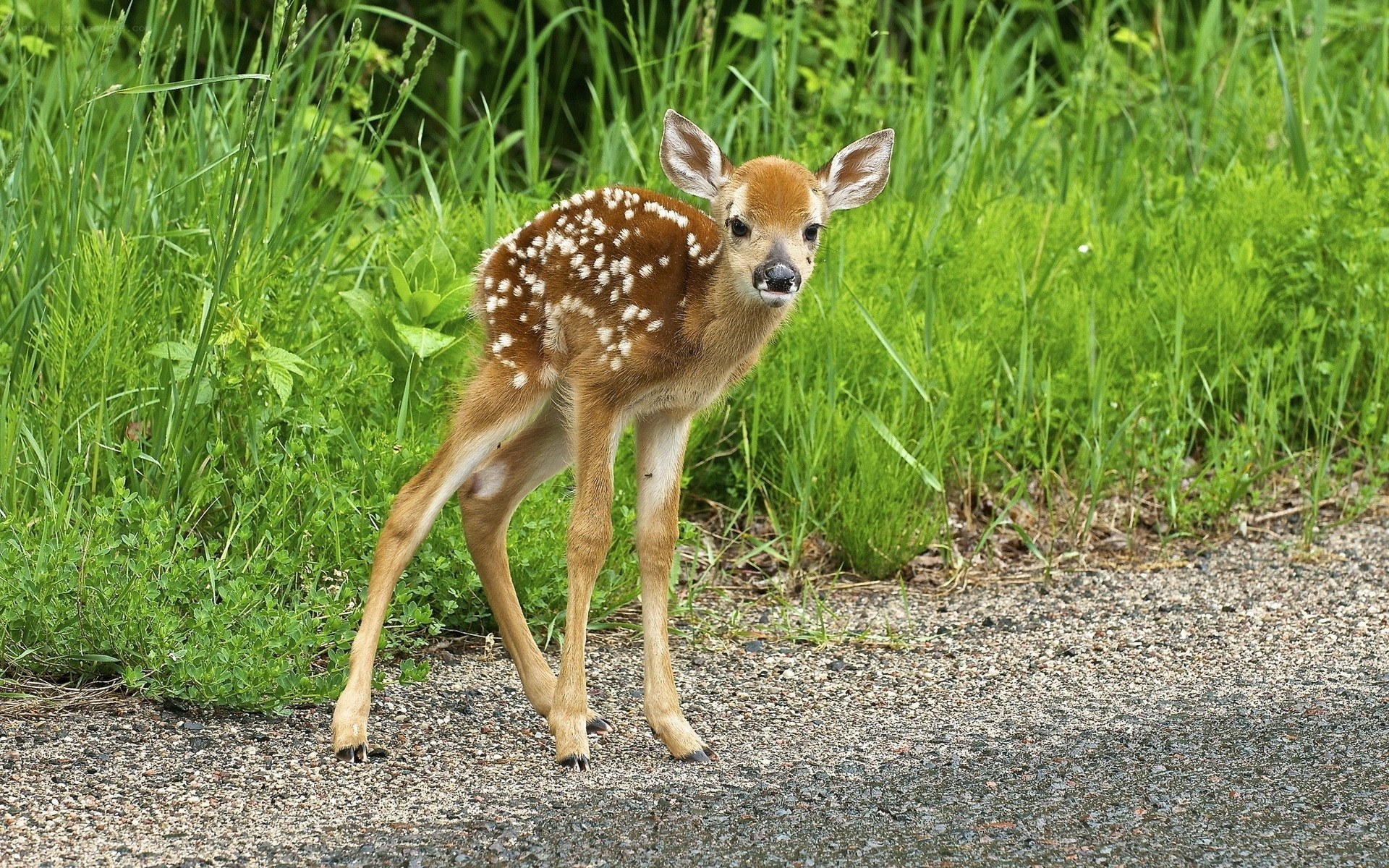 fawn on gravel path