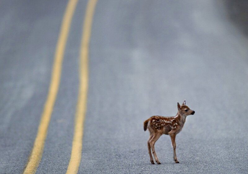 Fawn on Road — Gray