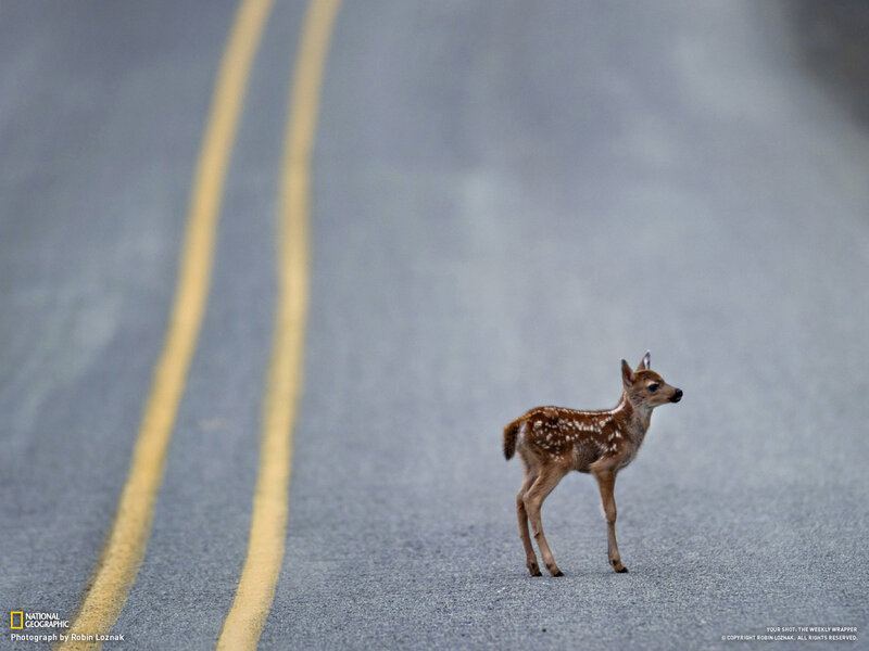 Fawn on Road