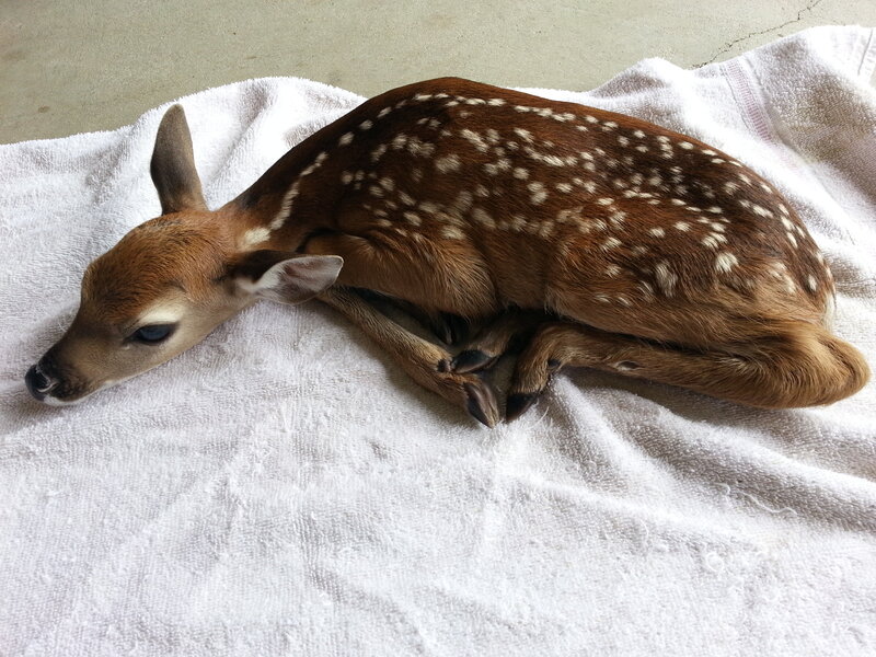 Fawn on Towel