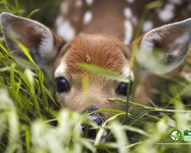 fawn peeking through grass
