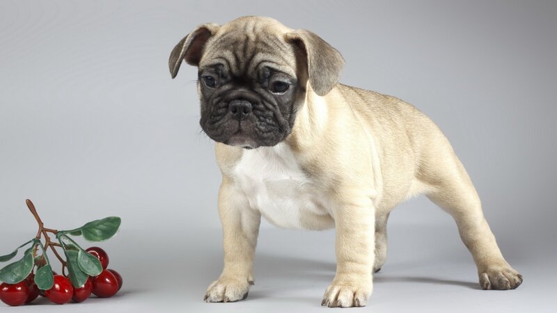 Fawn Pug Puppy — Beige