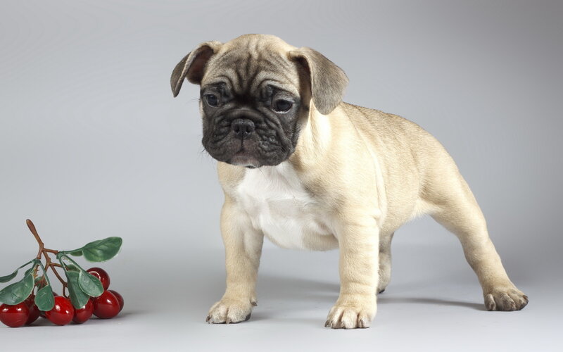 Fawn Pug Puppy
