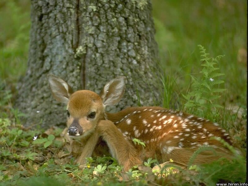 fawn resting by a tree