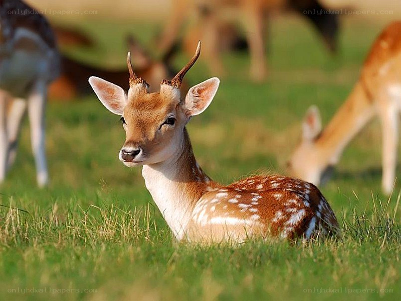 Fawn resting in a field