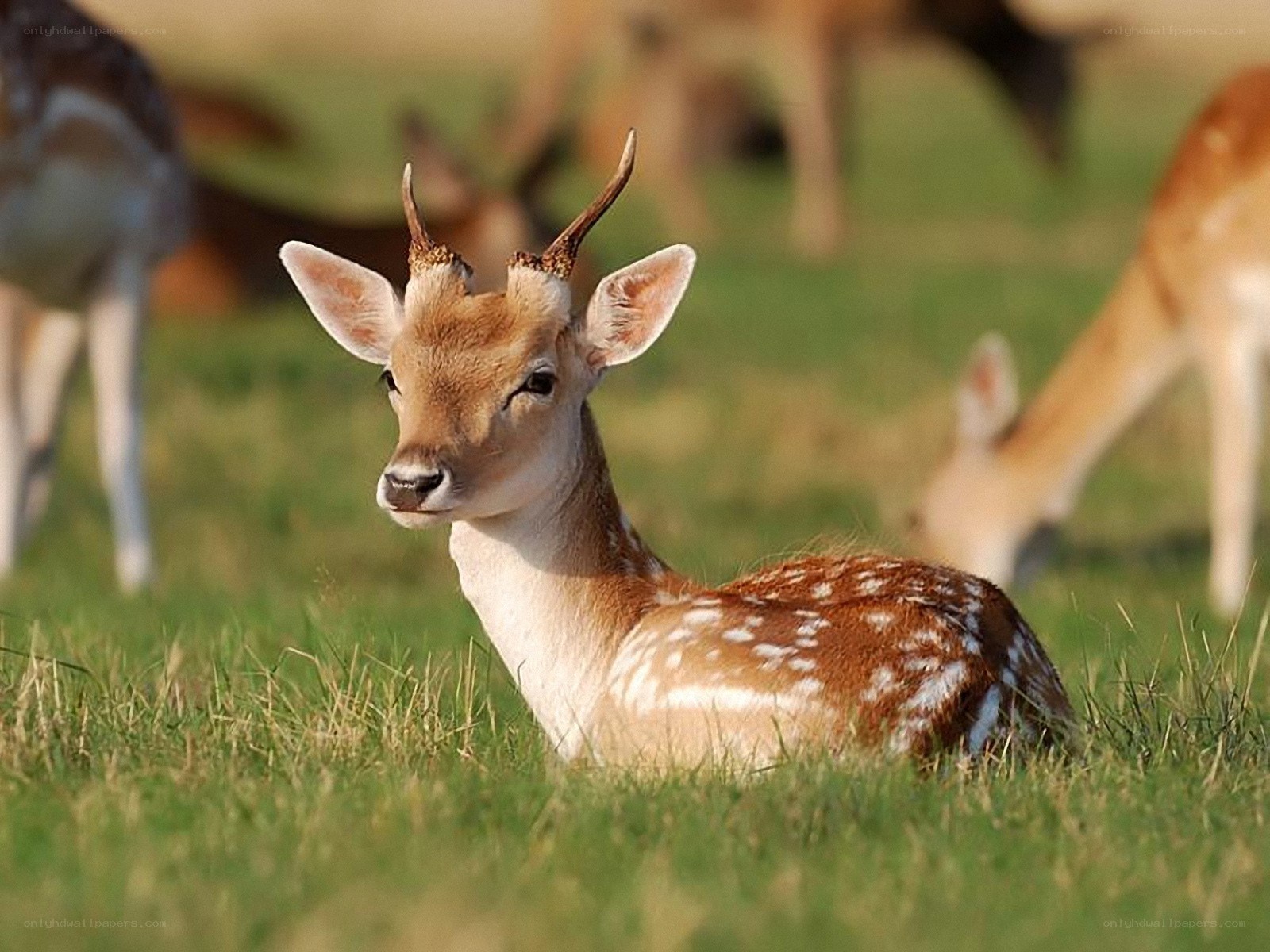 fawn resting in a field