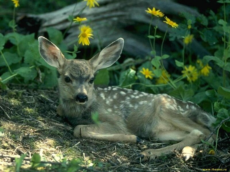 fawn resting in flowers