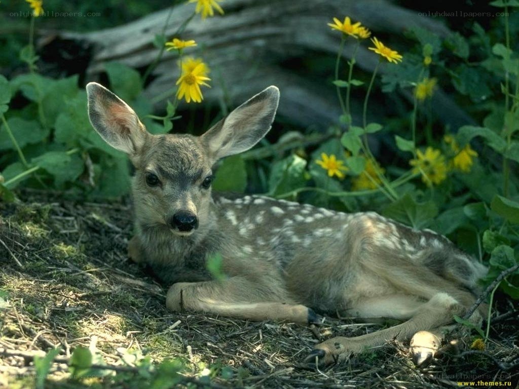 fawn resting in flowers