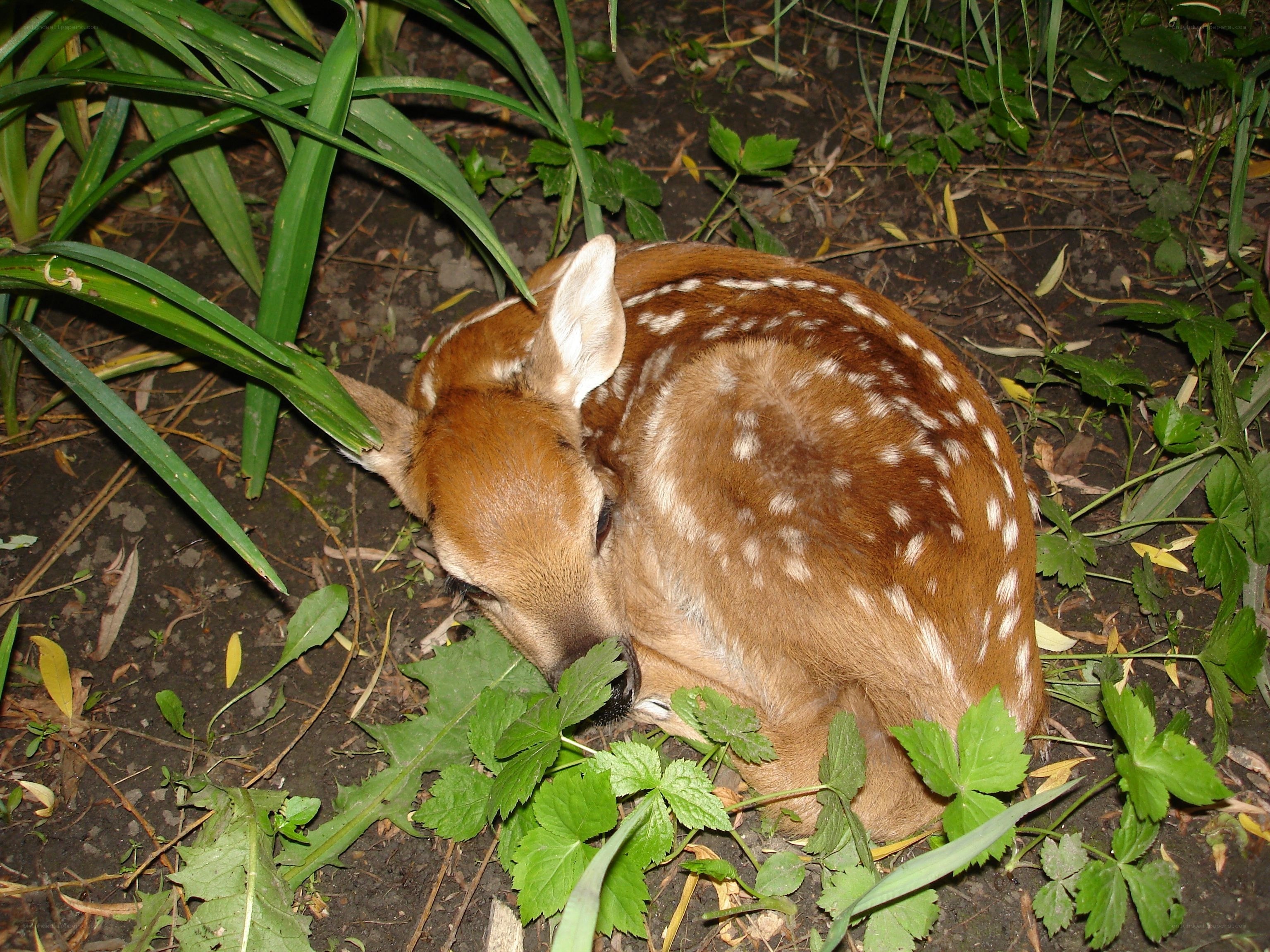 fawn resting in foliage