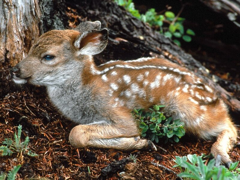 fawn resting in forest