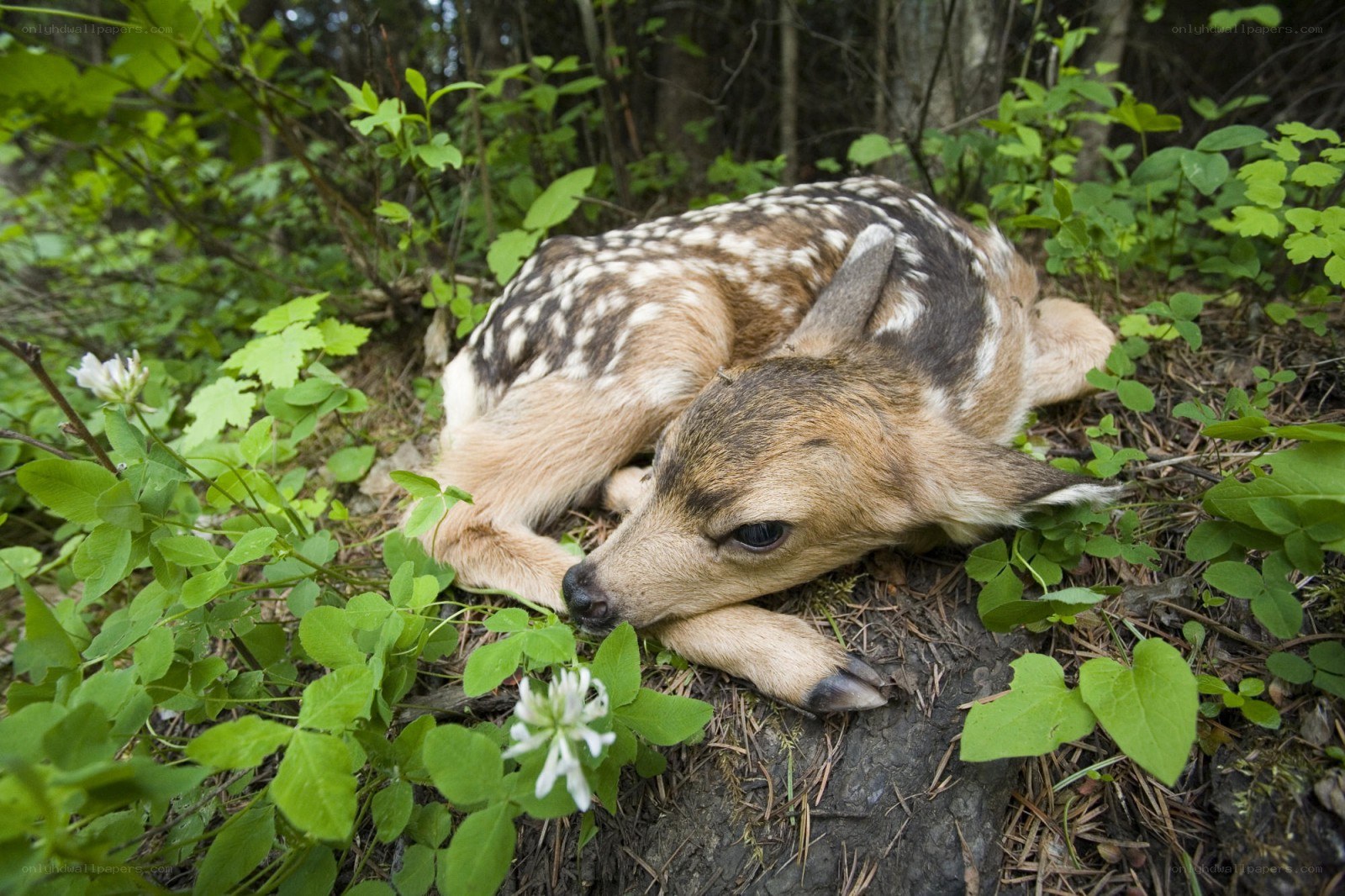 fawn resting in forest