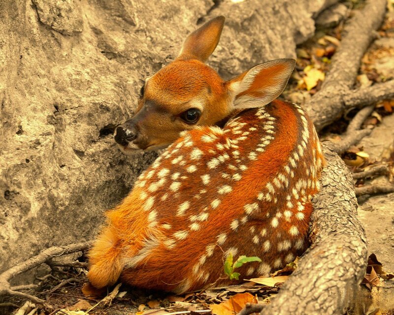 fawn resting in forest