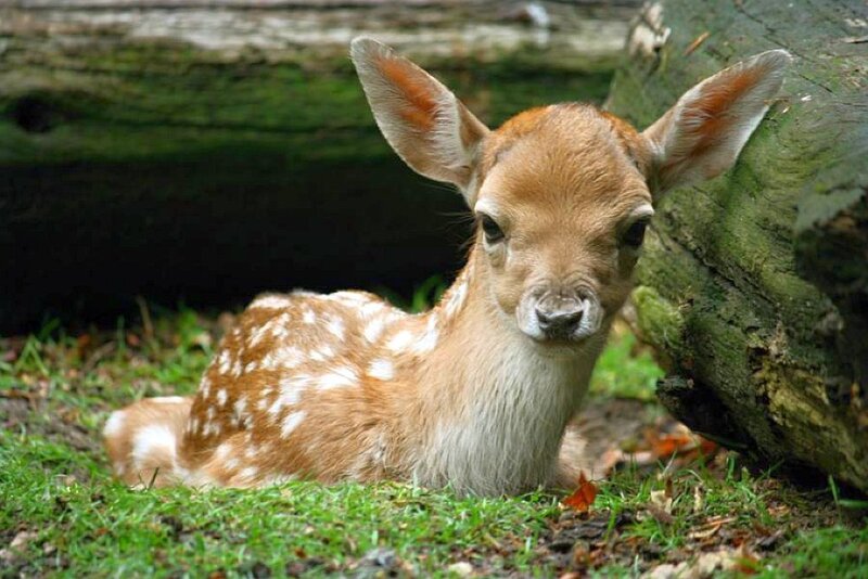 fawn resting in forest