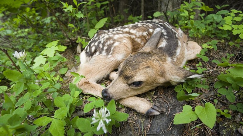 fawn resting in forest