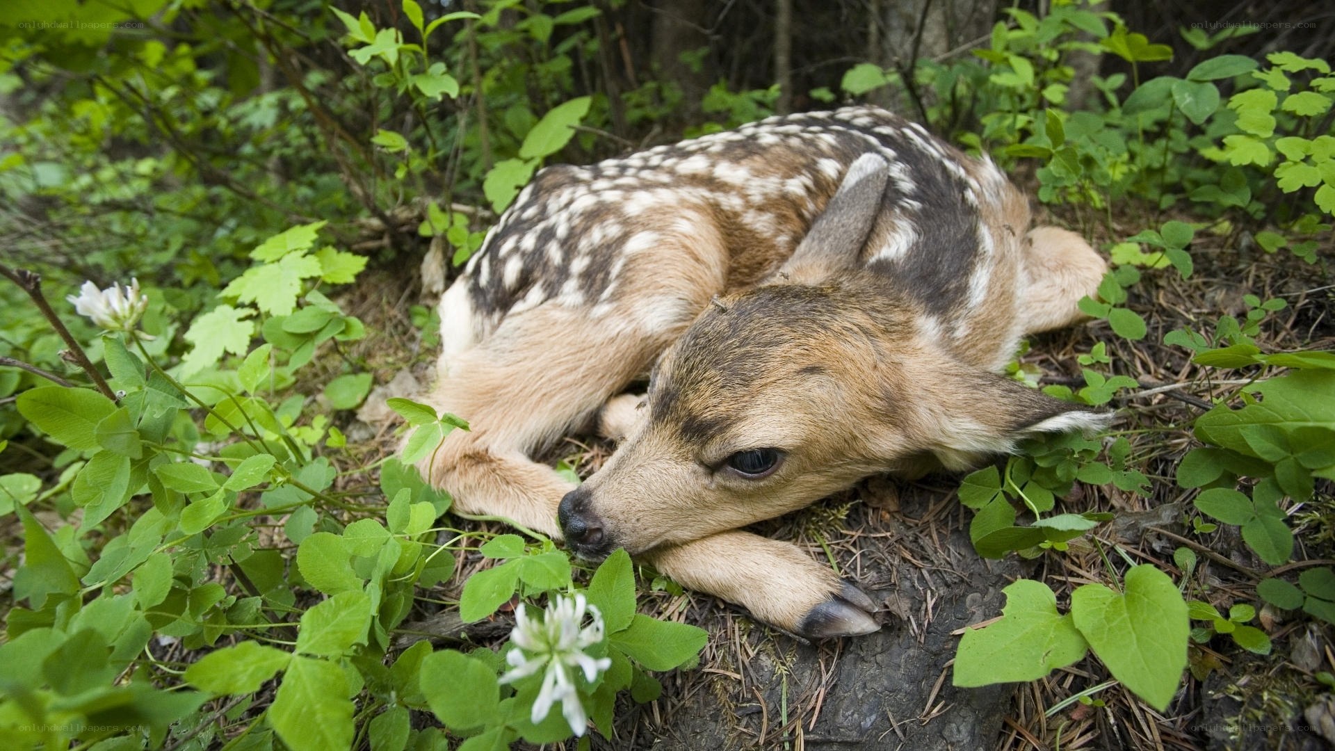 fawn resting in forest